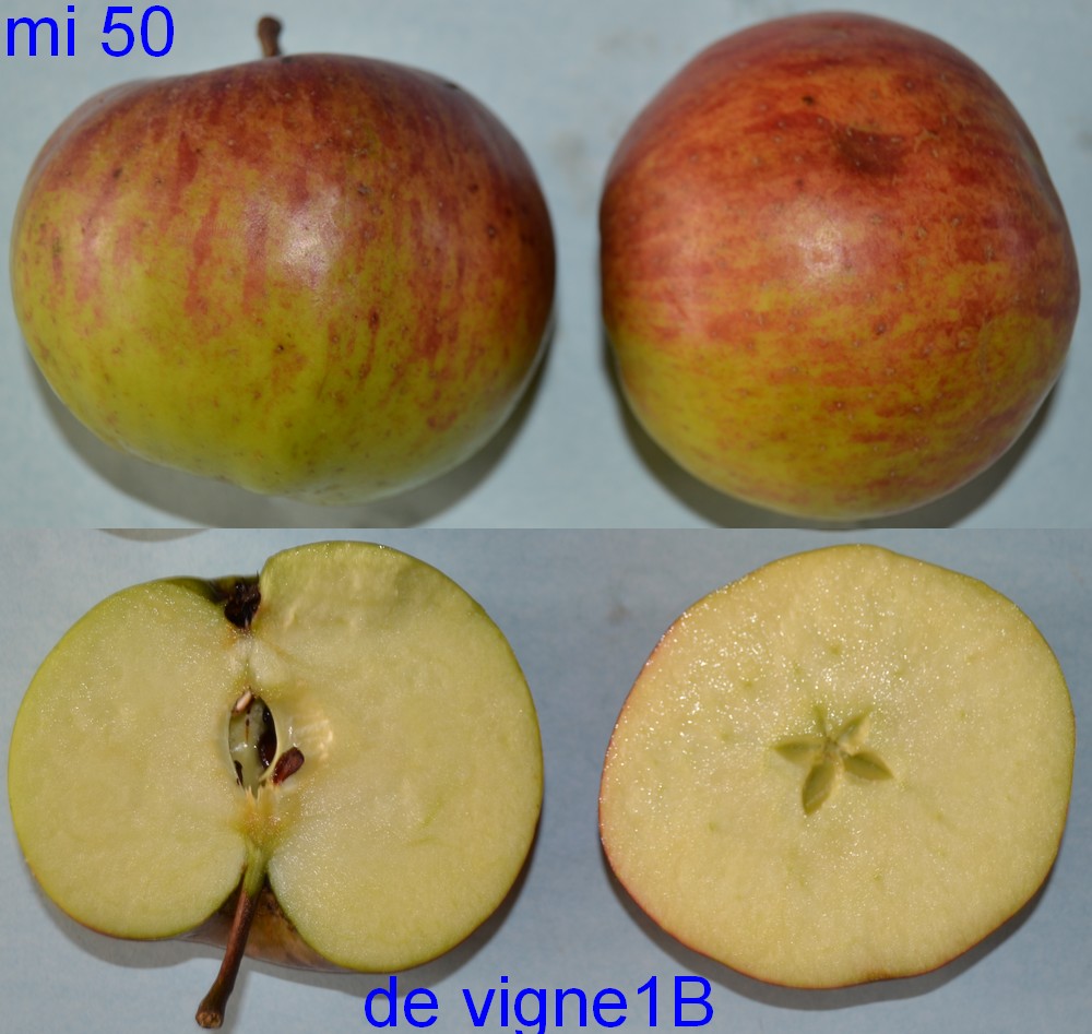  de vigne