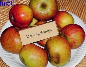 deslongchamps