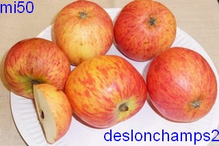  deslongchamps