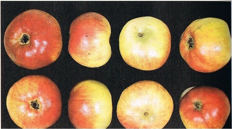  domaines du calvados