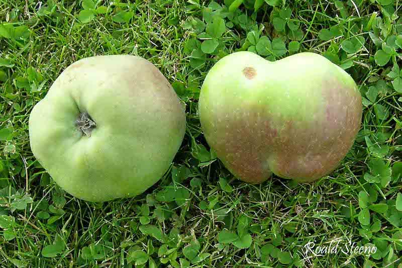  double bon pommier