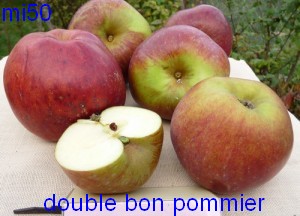  double bon pommier
