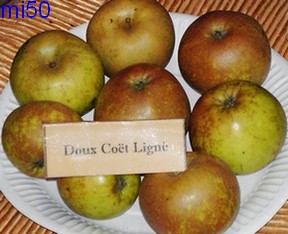  douce coëtligné