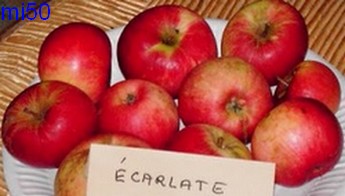  ecarlate