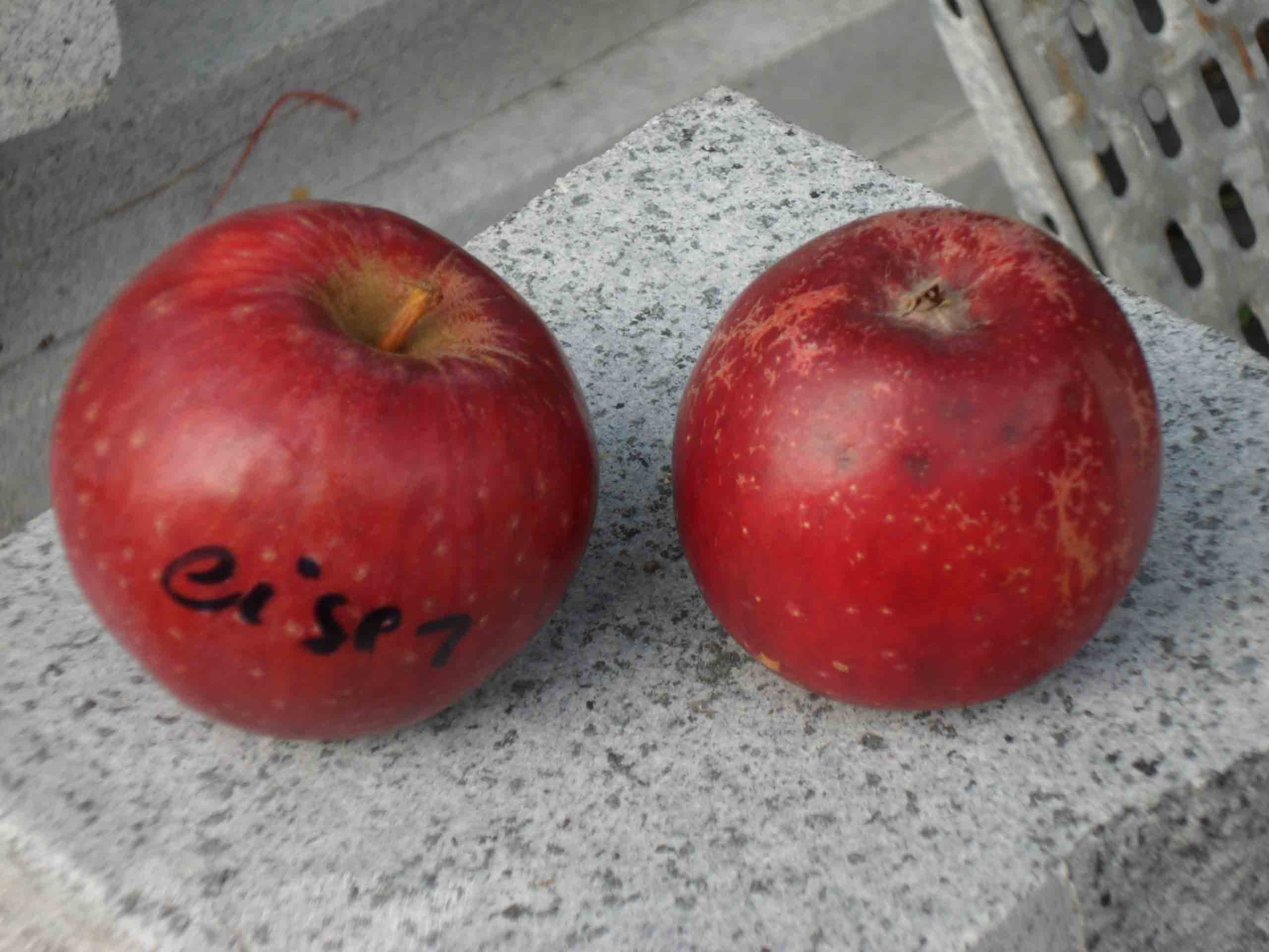  eiser rouge