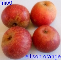  ellisson orange