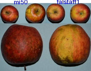  falstaff