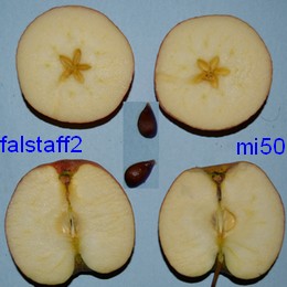  falstaff