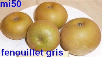  fenouillet gris