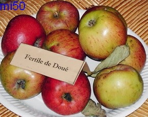  fertile de doué