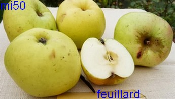  feuillard