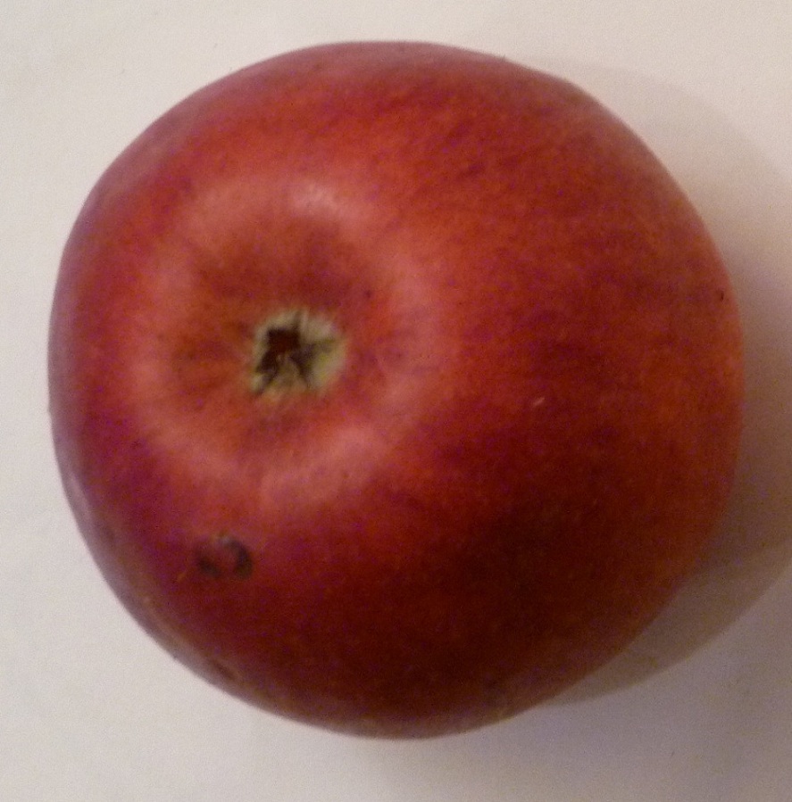  framboise d holovaus