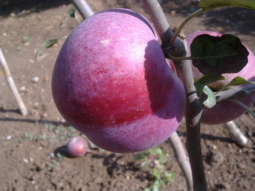  framboise d oberland