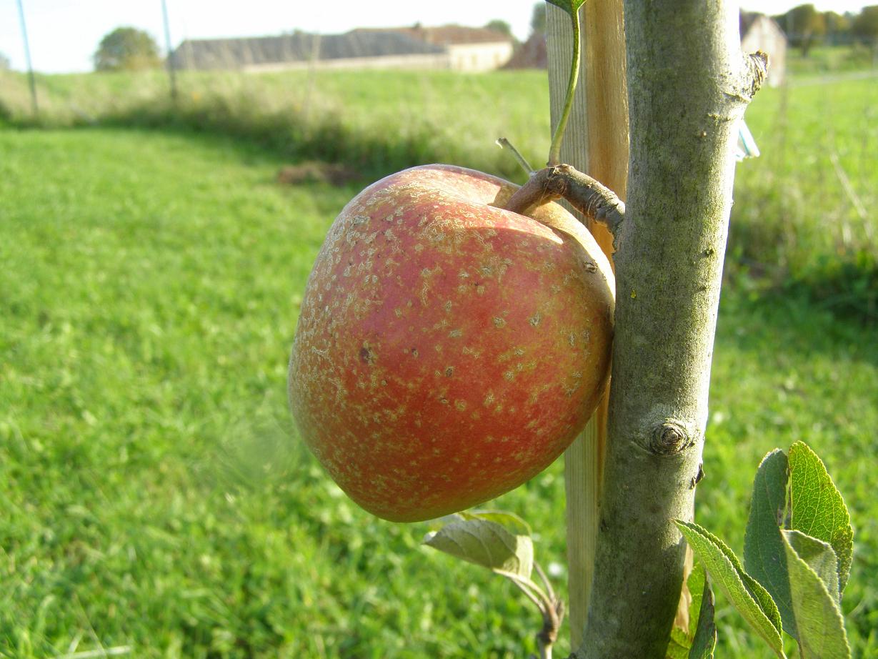  friandise