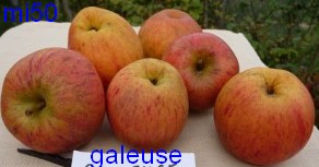  galeuse