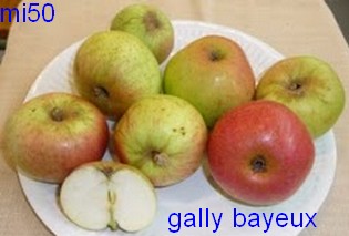  gally bayeux