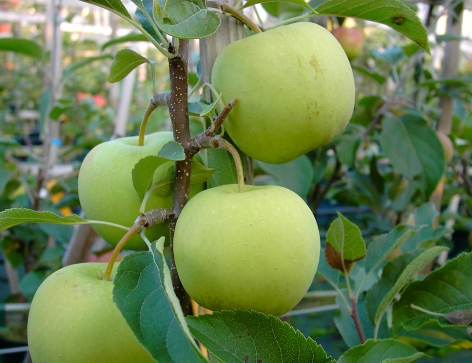  golden delicious