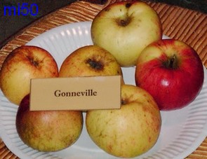  gonneville