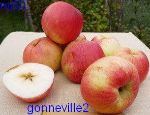  gonneville
