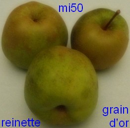  grain d or