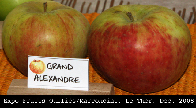  grand alexandre