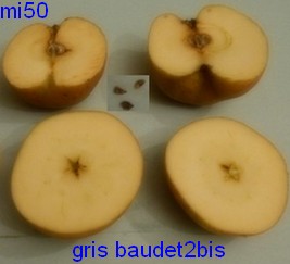  gris baudet