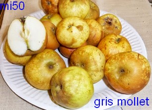  gris mollet