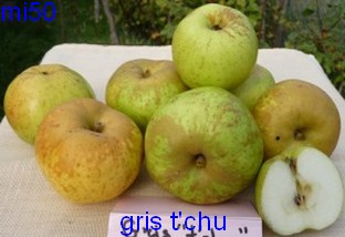  gris t’chu
