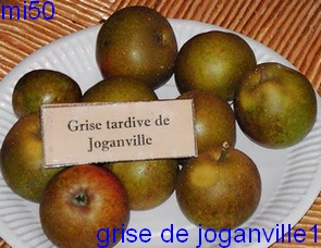  grise tardive de joganville