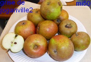  grise tardive de joganville
