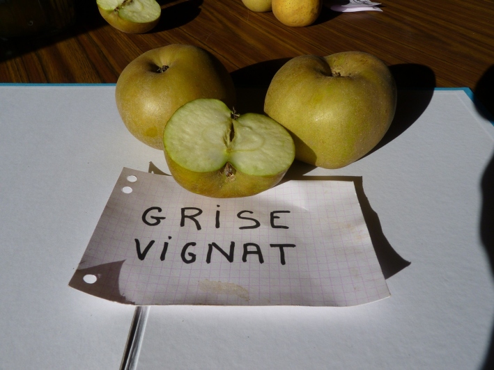  grise vignat