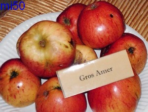  gros amer
