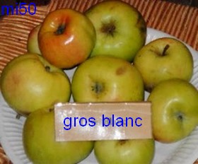  gros blanc