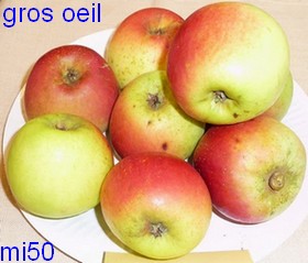  gros œil
