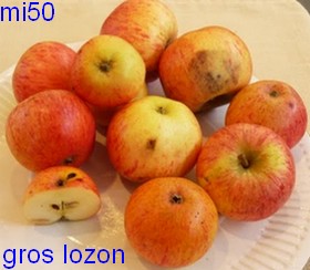 gros lozon