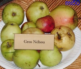  gros néhou