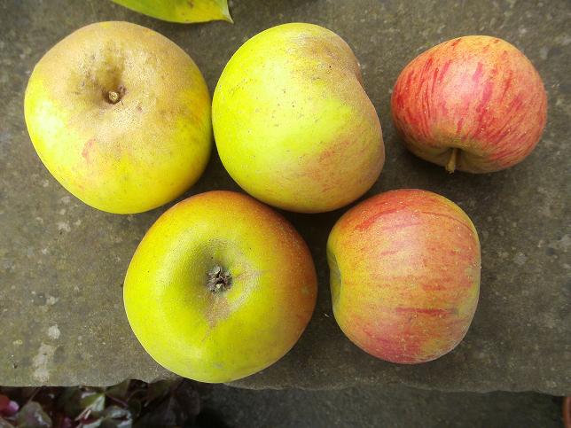  hildesheimer goldreinette