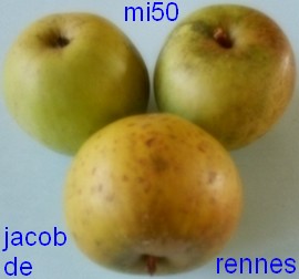  jacob de rennes