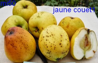  jaune couet