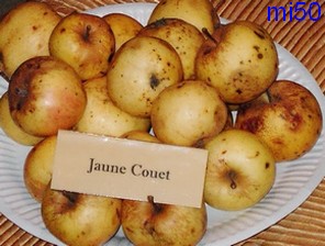  jaune couet