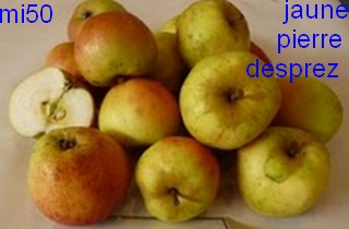  jaune pierre desprez