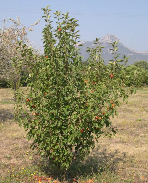  malus floribunda john downie