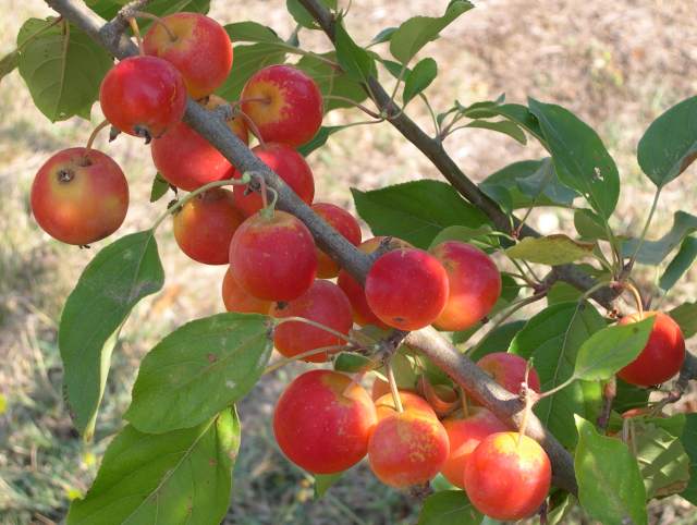  malus floribunda john downie