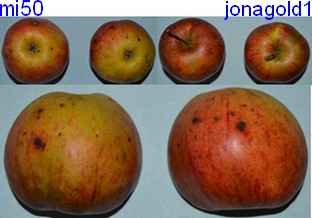  jonagold