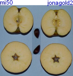 jonagold