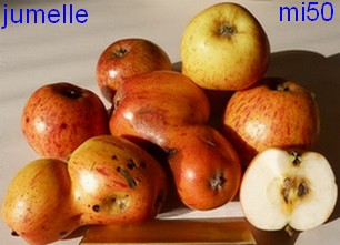 jumelle
