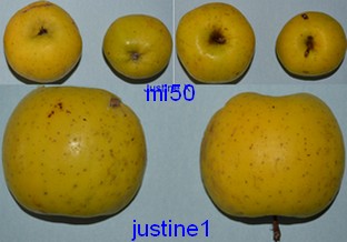  justine