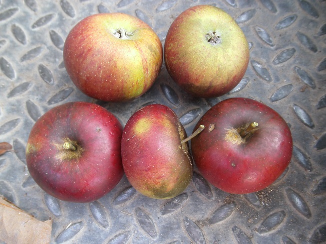  kentish fillbasket