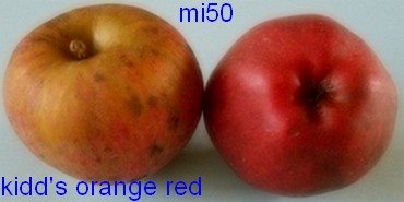  kidd orange red