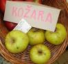  kozara